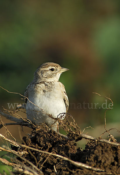 Kurzzehenlerche (Calandrella brachydactyla)