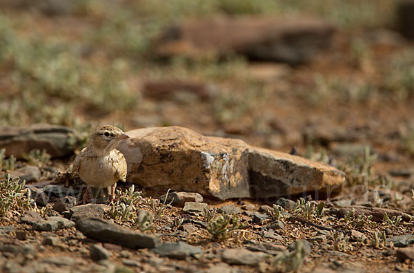 Kurzzehenlerche (Calandrella brachydactyla)