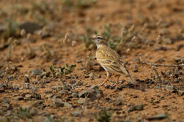 Kurzzehenlerche (Calandrella brachydactyla)