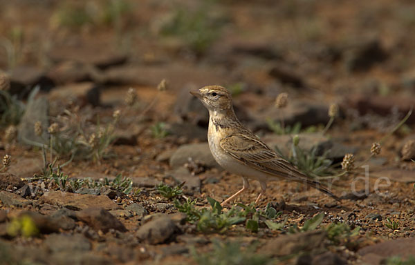 Kurzzehenlerche (Calandrella brachydactyla)