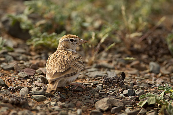 Kurzzehenlerche (Calandrella brachydactyla)