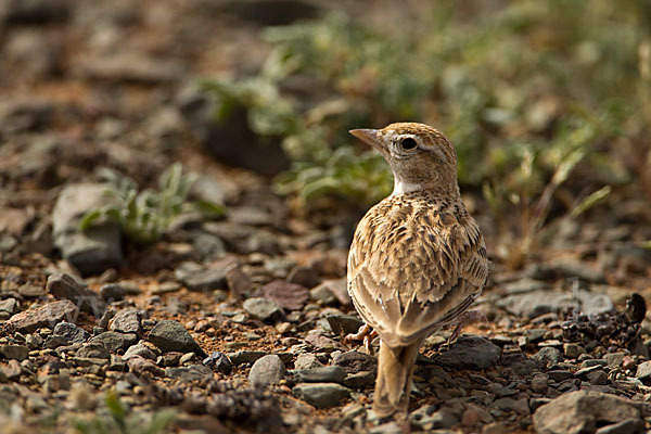 Kurzzehenlerche (Calandrella brachydactyla)