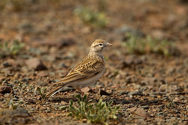 Kurzzehenlerche (Calandrella brachydactyla)