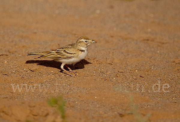 Kurzzehenlerche (Calandrella brachydactyla)