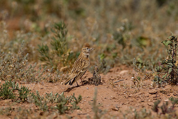 Kurzzehenlerche (Calandrella brachydactyla)