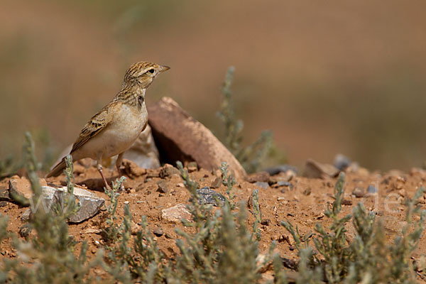 Kurzzehenlerche (Calandrella brachydactyla)