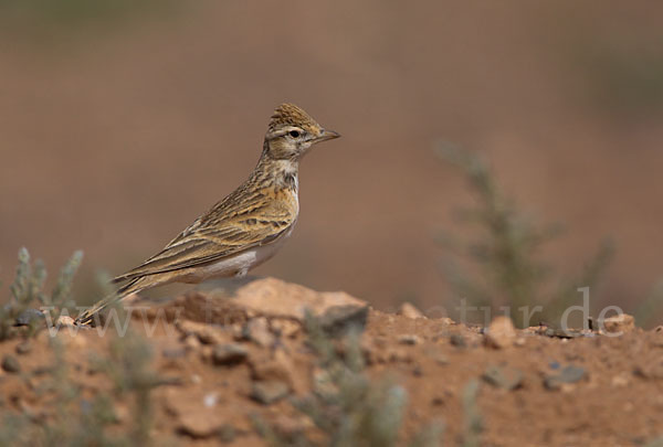 Kurzzehenlerche (Calandrella brachydactyla)