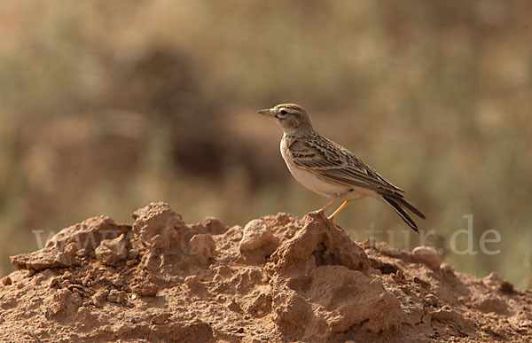 Kurzzehenlerche (Calandrella brachydactyla)