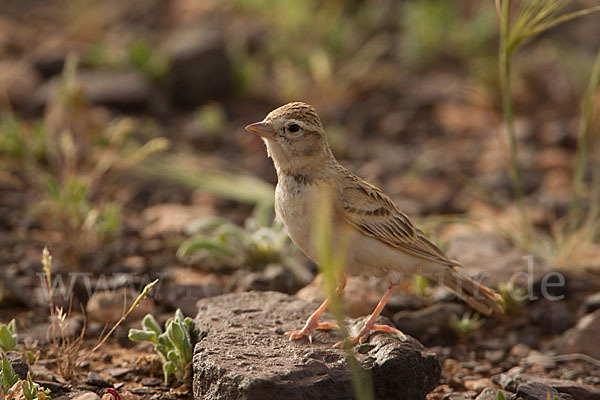 Kurzzehenlerche (Calandrella brachydactyla)