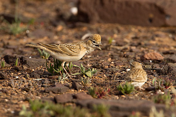 Kurzzehenlerche (Calandrella brachydactyla)