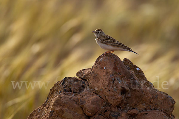 Kurzzehenlerche (Calandrella brachydactyla)