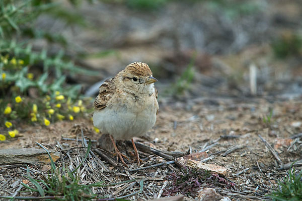 Kurzzehenlerche (Calandrella brachydactyla)