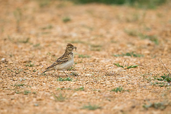 Kurzzehenlerche (Calandrella brachydactyla)