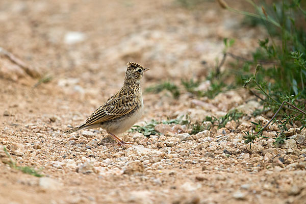 Kurzzehenlerche (Calandrella brachydactyla)