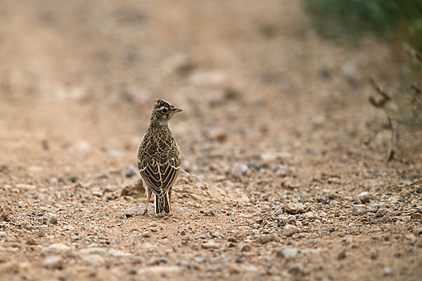 Kurzzehenlerche (Calandrella brachydactyla)