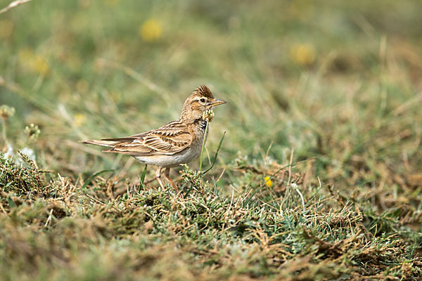 Kurzzehenlerche (Calandrella brachydactyla)