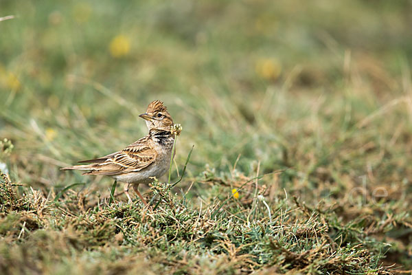 Kurzzehenlerche (Calandrella brachydactyla)