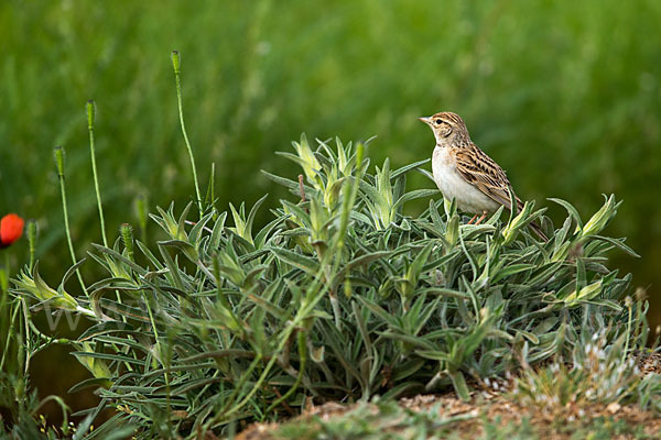 Kurzzehenlerche (Calandrella brachydactyla)