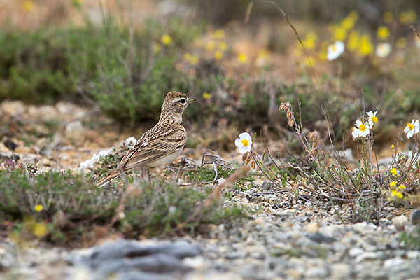 Kurzzehenlerche (Calandrella brachydactyla)