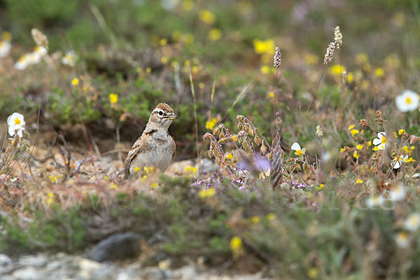 Kurzzehenlerche (Calandrella brachydactyla)