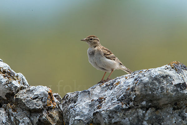 Kurzzehenlerche (Calandrella brachydactyla)