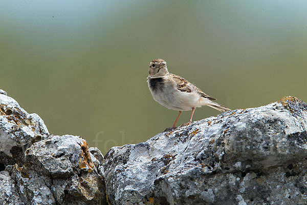 Kurzzehenlerche (Calandrella brachydactyla)