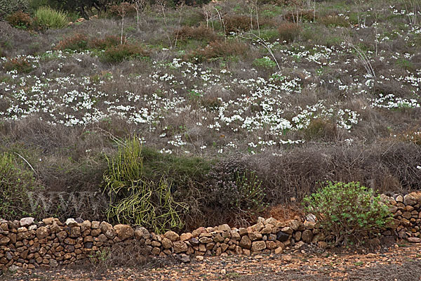 Kwashi (Pancratium trianthum)