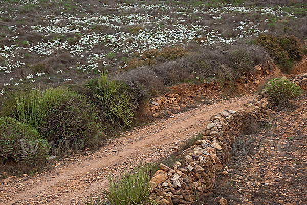 Kwashi (Pancratium trianthum)