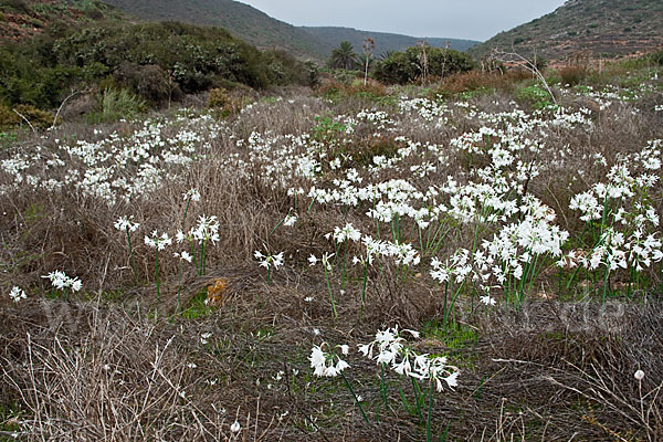 Kwashi (Pancratium trianthum)