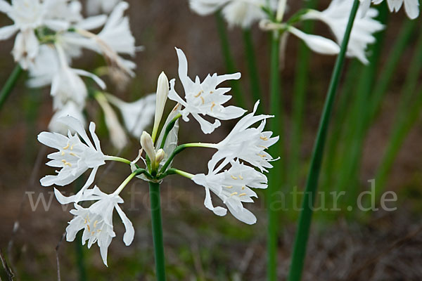 Kwashi (Pancratium trianthum)