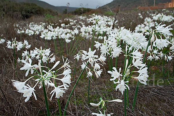 Kwashi (Pancratium trianthum)