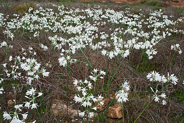 Kwashi (Pancratium trianthum)