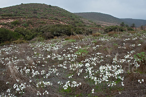 Kwashi (Pancratium trianthum)