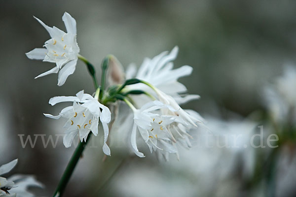 Kwashi (Pancratium trianthum)