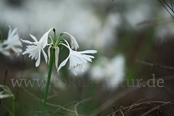 Kwashi (Pancratium trianthum)