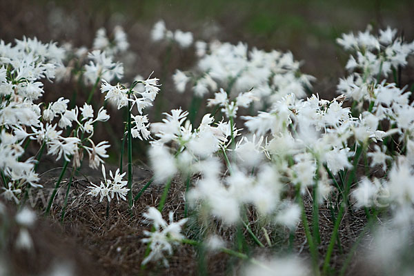 Kwashi (Pancratium trianthum)