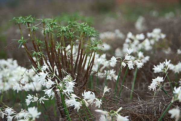 Kwashi (Pancratium trianthum)