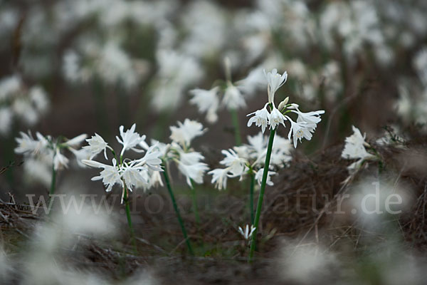 Kwashi (Pancratium trianthum)