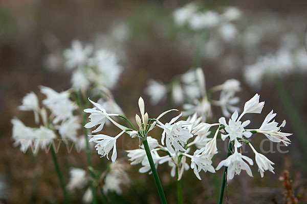 Kwashi (Pancratium trianthum)