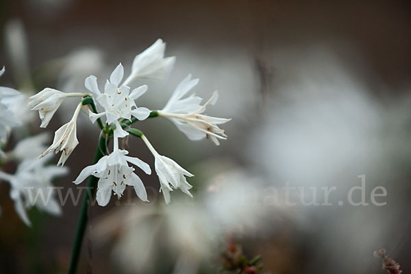 Kwashi (Pancratium trianthum)