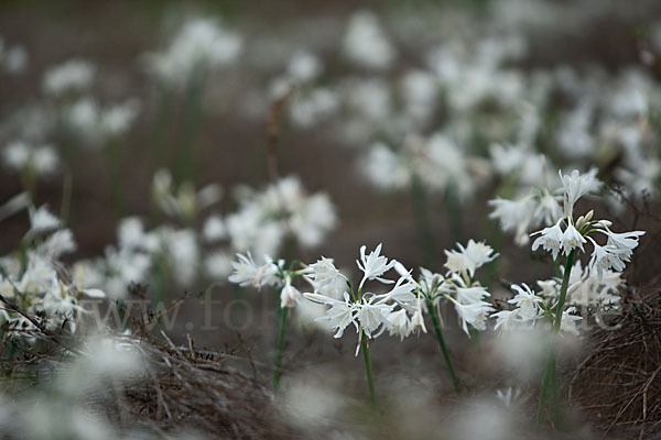 Kwashi (Pancratium trianthum)