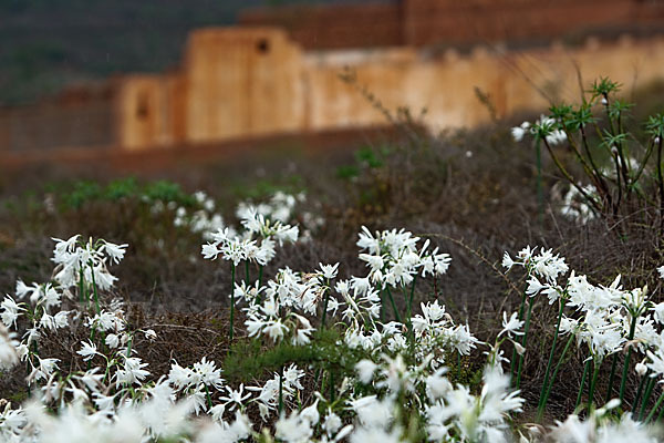 Kwashi (Pancratium trianthum)