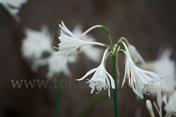 Kwashi (Pancratium trianthum)