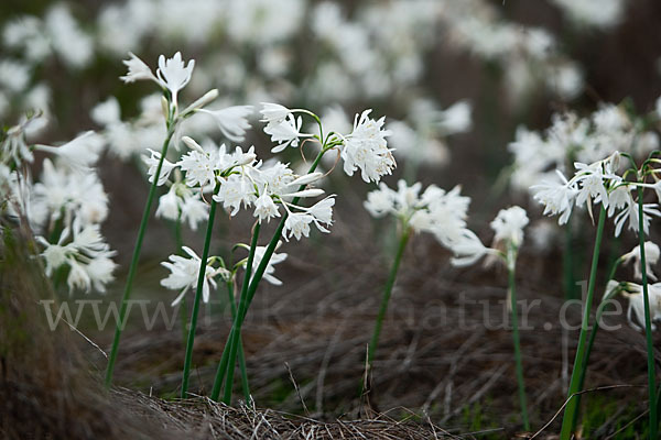 Kwashi (Pancratium trianthum)