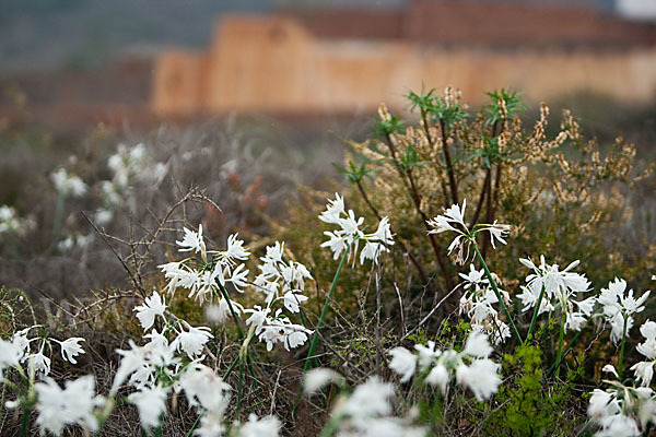 Kwashi (Pancratium trianthum)