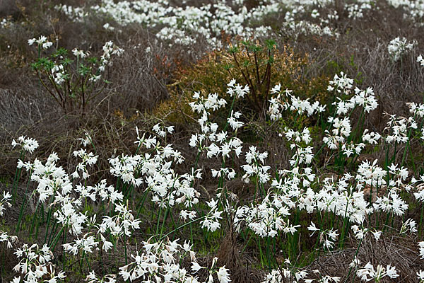 Kwashi (Pancratium trianthum)