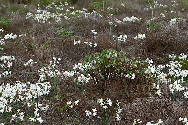 Kwashi (Pancratium trianthum)