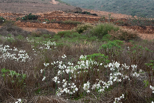 Kwashi (Pancratium trianthum)