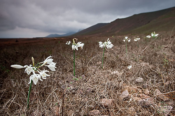 Kwashi (Pancratium trianthum)