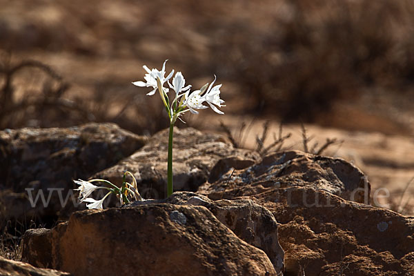 Kwashi (Pancratium trianthum)